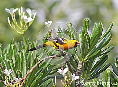 Darting Altamira Oriole Stock Photo