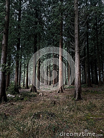 Dartmoor Forests, Dartmoor National Park Devon uk Stock Photo