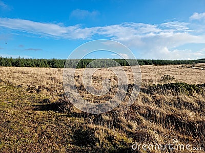 Dartmoor National Park Devon Bellever Forest Stock Photo