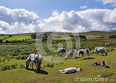 Dartmoor ponies Stock Photo