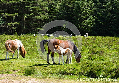 Dartmoor Ponies Devon at Bronze Age stone circle Stock Photo