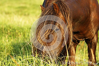 Dartmoor ponies stallion & mare Stock Photo