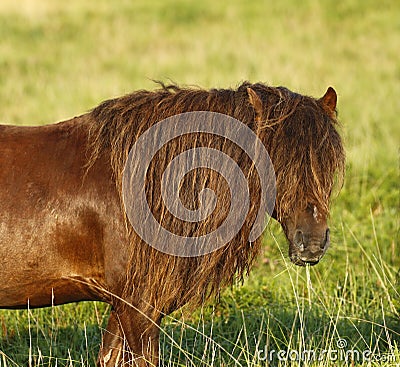 Dartmoor ponies stallion & mare Stock Photo