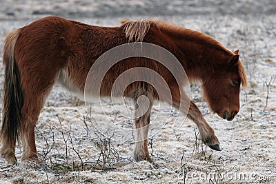 Dartmoor Pure Bread Pony Stock Photo