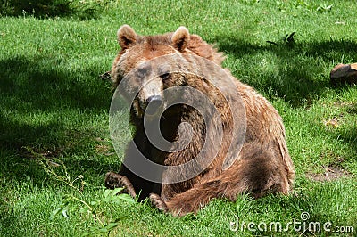 Dartmoor Zoos Brown bear Stock Photo