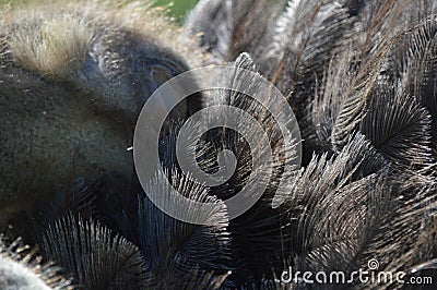 Dartmoor Zoos ostrich preeing. Stock Photo