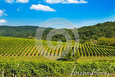 Daruvar region in Croatia, vineyard on hills Stock Photo