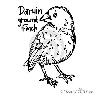 Darwin ground finch - vector illustration sketch hand drawn with Vector Illustration