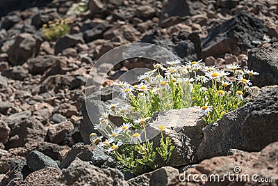 Dasies flower grow on basalt stone Stock Photo