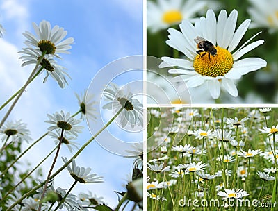 Dasies Pollination Stock Photo