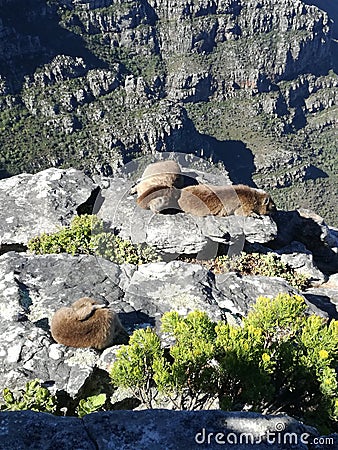 Dassies in the sun on Table Mountain Stock Photo
