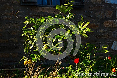 DATCA, MUGLA, TURKEY: Red poppies and lemons grow near the house in the Eski Datca. Stock Photo