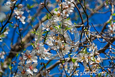 DATCA, TURKEY: Flowers almond tree in the flowering period on a sunny day. Stock Photo