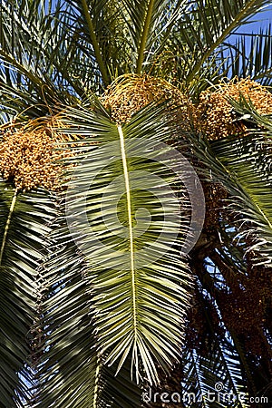 Date Palm Stock Photo