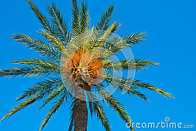 Date palm against clear blues sky lit by golden sun rays, low-angle shot, background, wallpaper Stock Photo