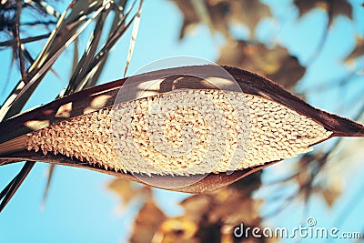 Date palm with blossom flowers Stock Photo