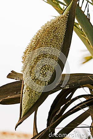 Date palm flower Stock Photo