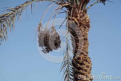 Date palm, fruit hanging from a branch Stock Photo