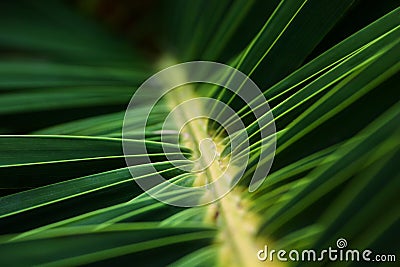 Date Palm Macro Stock Photo