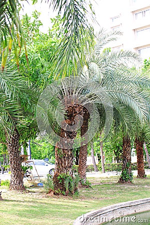 Date palm Stock Photo