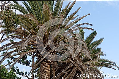 Date Palm Stock Photo