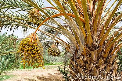 Date palm Stock Photo