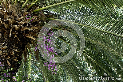 Date Palm Tree Stock Photo