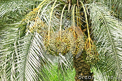 Date palm tree with Bunches of dates. Stock Photo