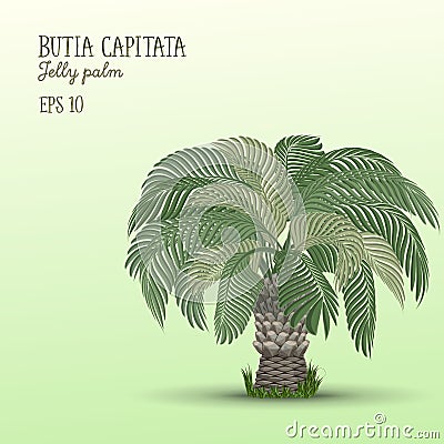 Date palm tree, Butia capitata. Cartoon Illustration