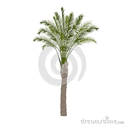 Date palm tree in color Vector Illustration