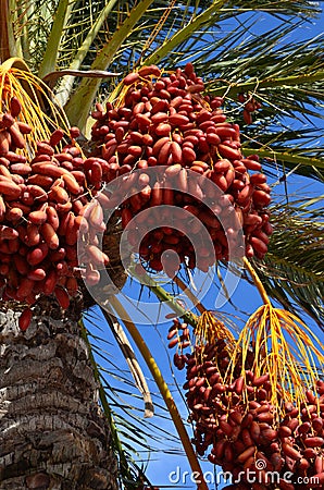 Date palm tree with dates Stock Photo