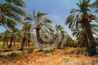 Date palm tree farm Stock Photo