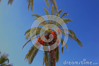 Date palm tree Stock Photo