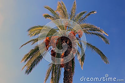 Date palm tree Stock Photo