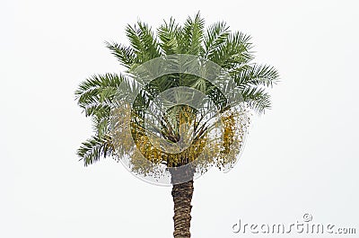 Date palm tree with yellow dates Stock Photo