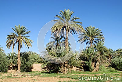 Date palm trees in Africa Stock Photo