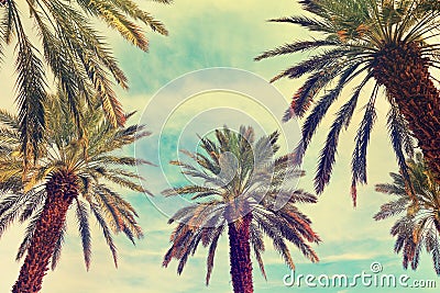 Date palm trees plantation. Stock Photo