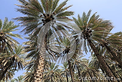 Date palm trees Stock Photo