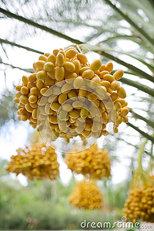 Date palm yellow fruit Stock Photo