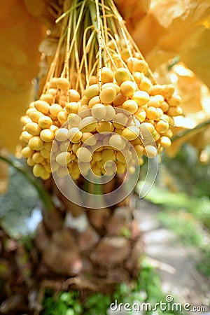 Date palm yellow fruit Stock Photo