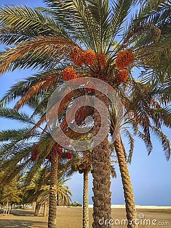 Date palms in As Seeb beach, Muscat, Oman Stock Photo