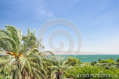 Date palms on the shore of Lake Kinneret Stock Photo