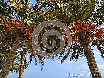 Date palms with yellow dates Stock Photo