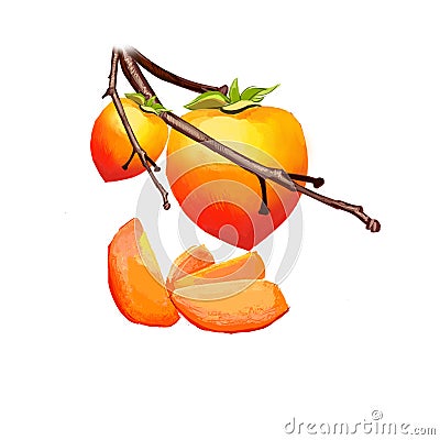 Date plum tree with fruit slices isolated on white. Diospyros lotus, date-plum, Caucasian persimmon, or lilac persimmon Cartoon Illustration