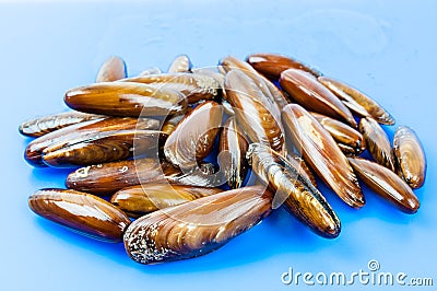 Date shell Stock Photo