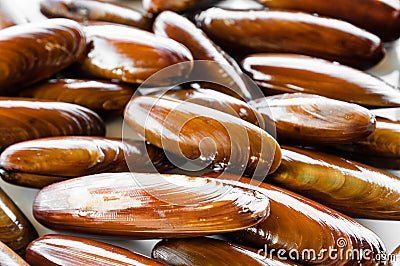 Date shell Stock Photo