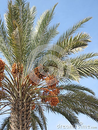 Date Tree in Morocco Stock Photo