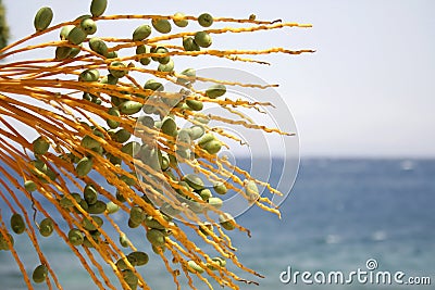 Date tree, red sea resort Stock Photo