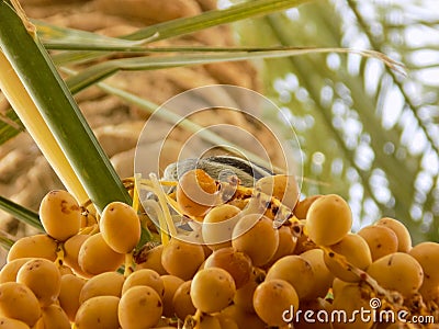 Dates fruit Asian yellow sweet fruit summer animal squirrel on tree Stock Photo