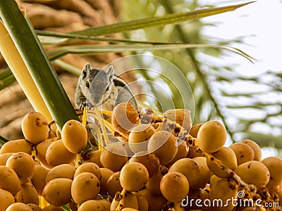 Dates fruit Asian yellow sweet fruit summer park garden squirrel on tree Stock Photo